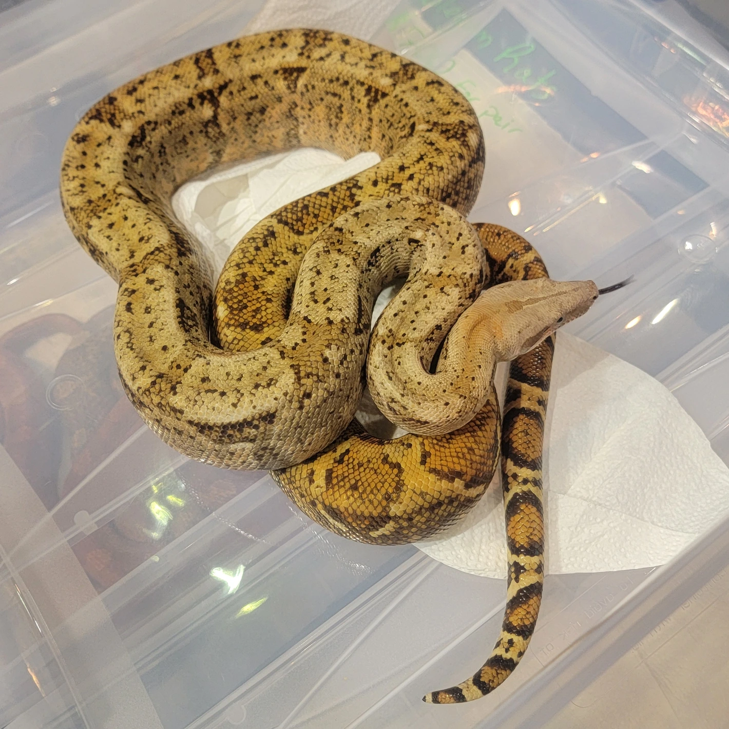 Hog Island Boa Constrictor By Alternative Pet Warehouse hog-island-boa-constrictor-by-alternative-pet-warehouse